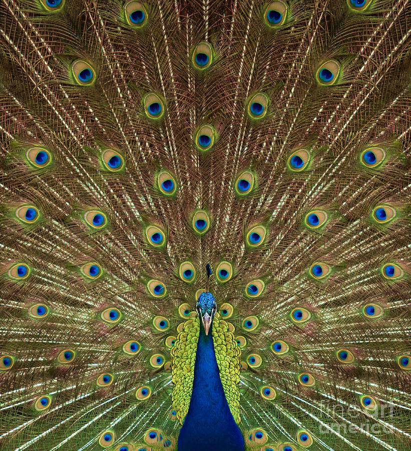 Portrait and close up of peacock Photograph by Anek Suwannaphoom