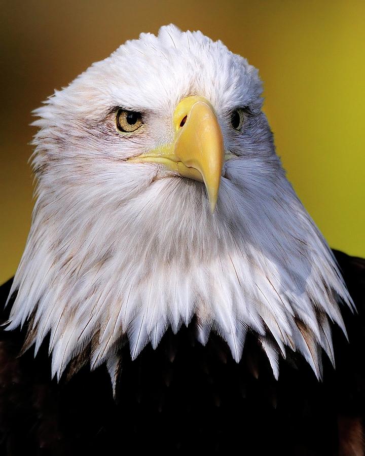 Portrait of a Bald Eagle Photograph by Bill Dodsworth
