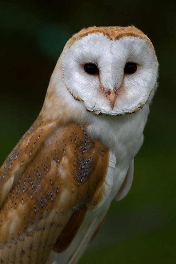 Portrait of a Barn Owl Photograph by Celine Pollard