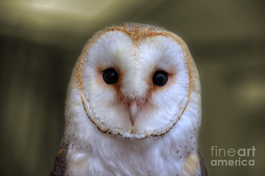 Portrait Of A Barn Owl Photograph