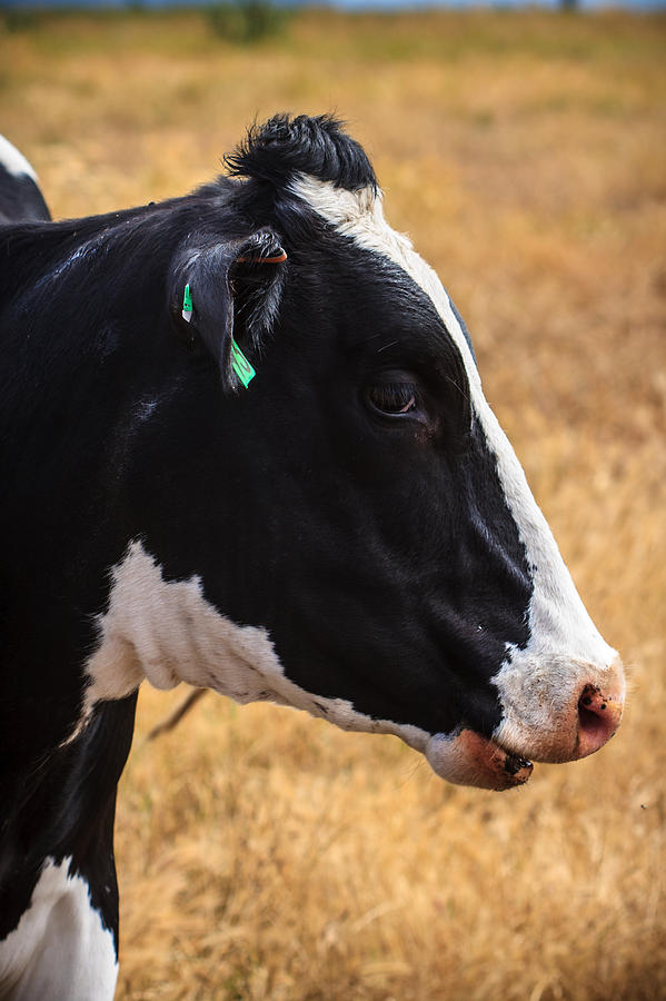 Portrait Of A Black And White Cow Photograph by Dina Calvarese
