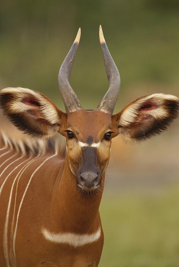 Portrait Of A Bongo Antelope Photograph by Michael Fay