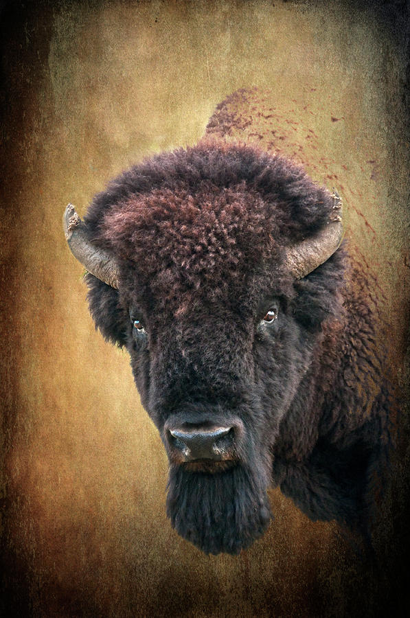 Bison Photograph - Portrait of a Buffalo by Tamyra Ayles