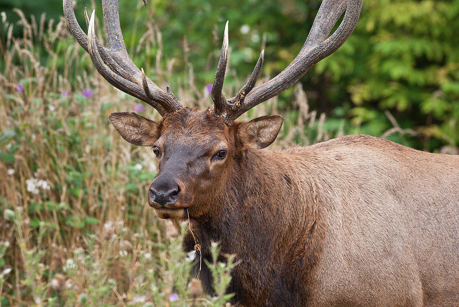 Portrait of a Bull Elk Photograph by Greg Nyquist