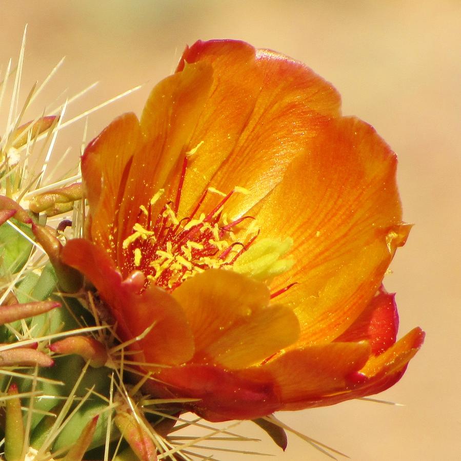 Cactus Flower Photograph - Portrait of a Cactus Flower by Life Inspired Art and Decor