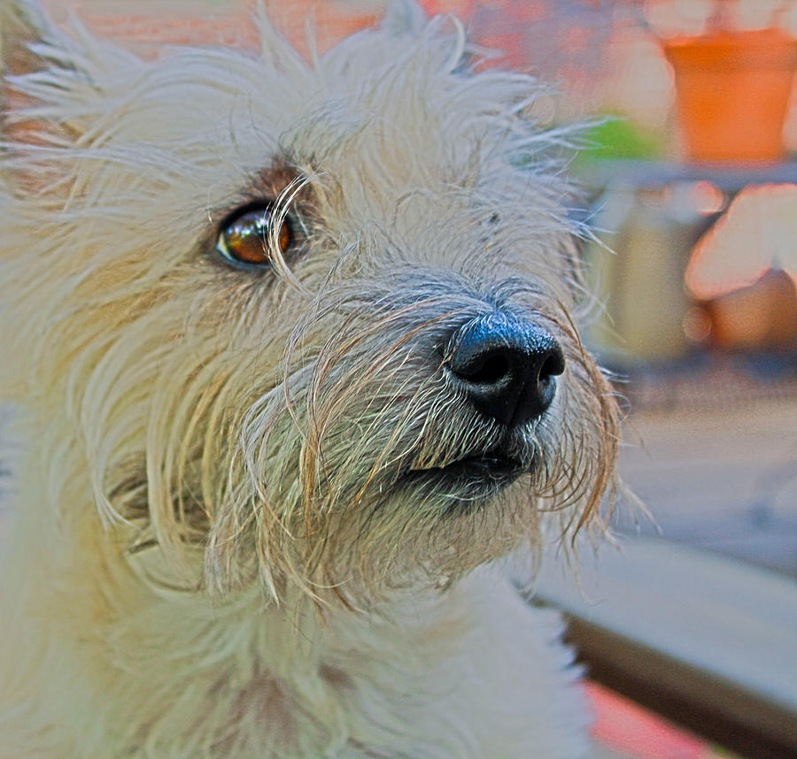 Portrait Of A Cairn Terrier Photograph by Barbara Dean