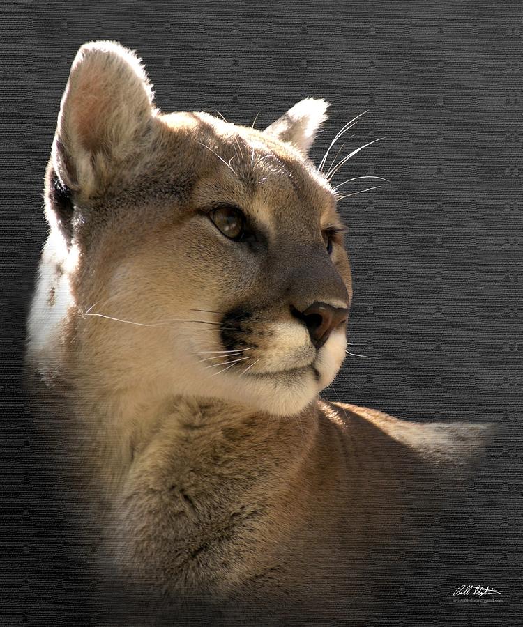 Wildlife Digital Art - Portrait Of A Cat by Bill Stephens