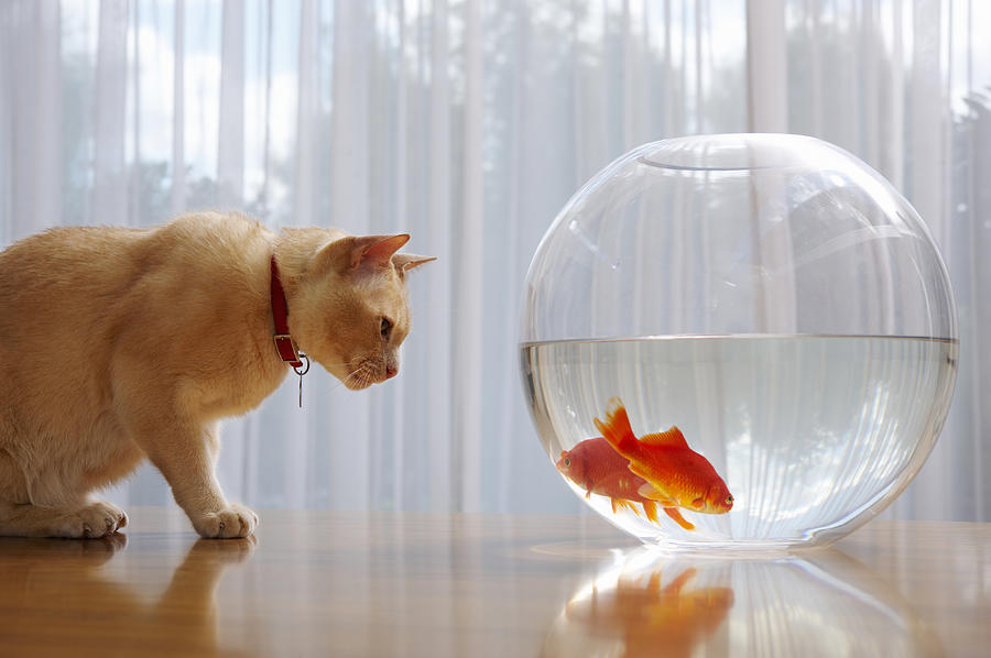 Portrait Of A Cat Staring At Goldfish Photograph by Brand New Images