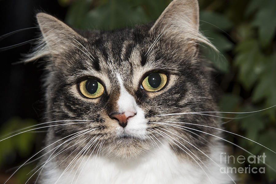 Portrait of a cat with two toned eyes Photograph by Jeannette Hunt