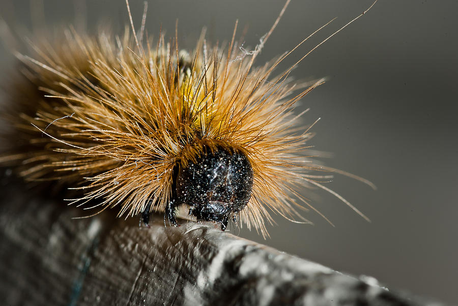 Insects Photograph - Portrait of a Caterpillar by Greg Nyquist