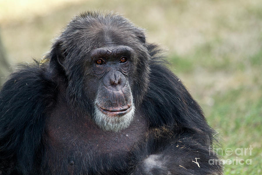 Portrait of a Chimp Photograph by Rodney Cammauf - Pixels