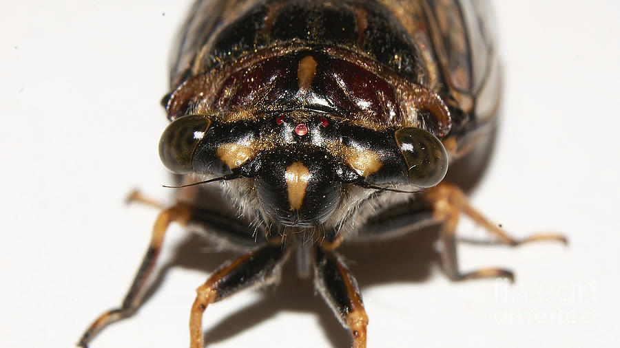 Portrait Of A Cicada Photograph by Mareko Marciniak