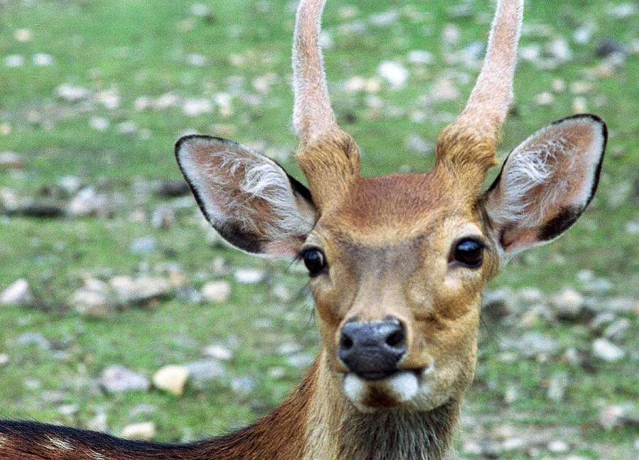 Portrait of a Deer Photograph by Wanda Brandon