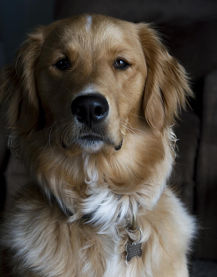 Portrait Of A Dog Photograph by Lorraine Devon Wilke