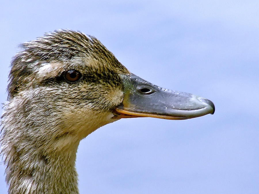 Portrait of a Duck Photograph by Richard Gregurich