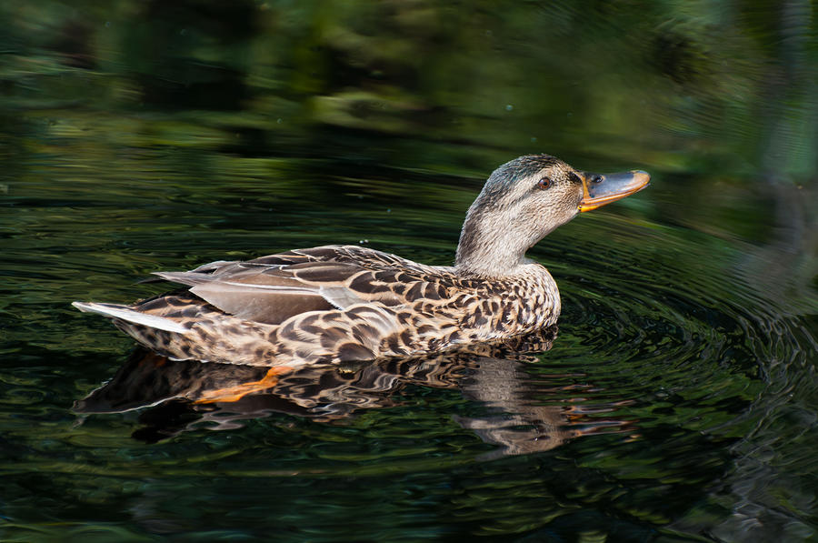 Portrait Of A Female Mallard Swimming In Dark Water by Ruud Morijn