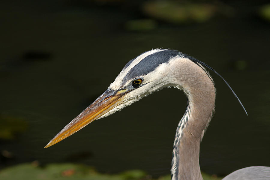 Portrait of a Great Blue Heron  Photograph by Juergen Roth