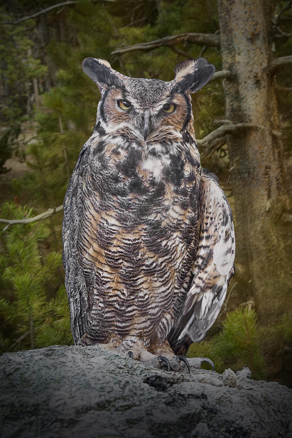 Portrait of a Great Horned Owl Photograph by Randall Nyhof