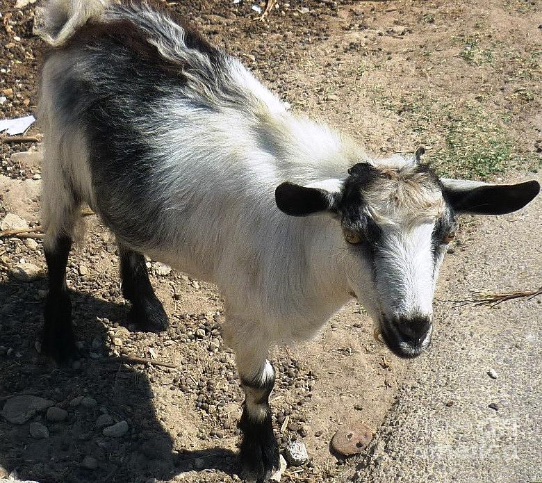 Portrait of a Greek Goat Photograph by Therese Alcorn
