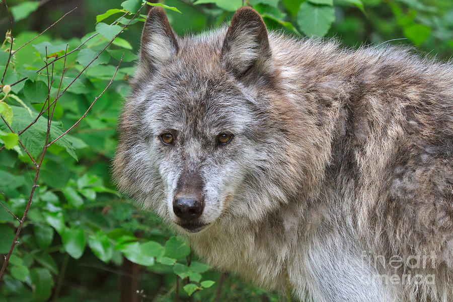 Portrait of a Grey Wolf Photograph by Louise Heusinkveld