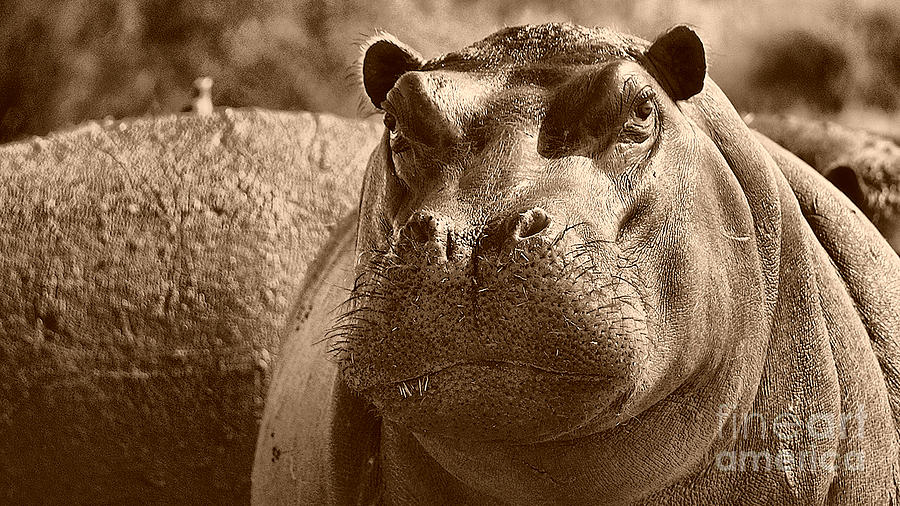 Portrait of a hippo Photograph by Mareko Marciniak