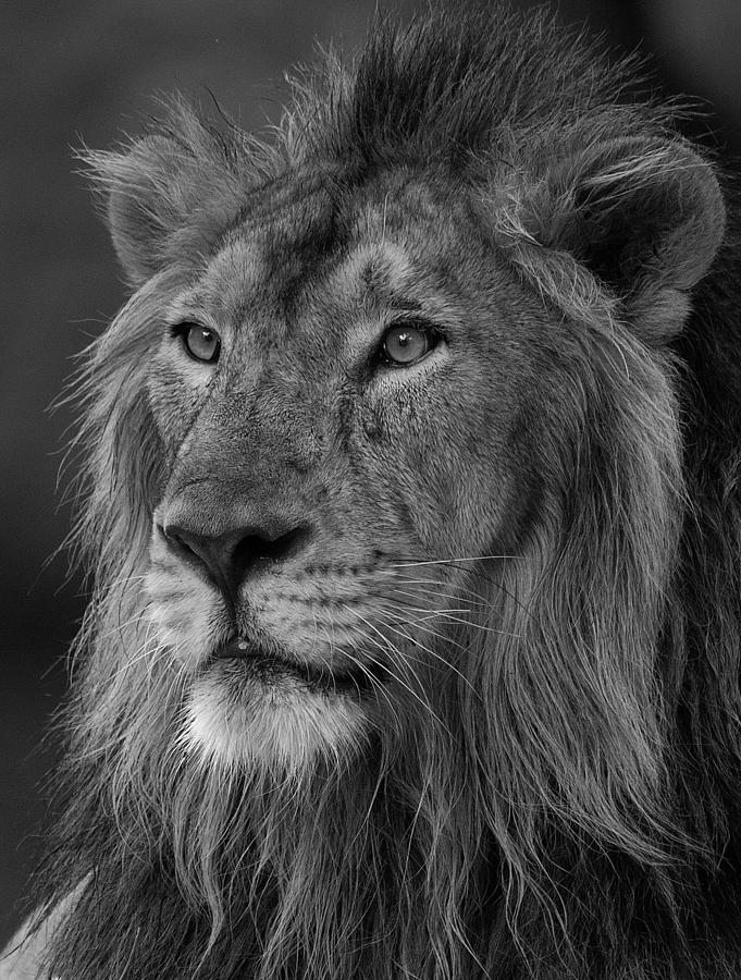 Portrait of a King Photograph by Masood Hussain | Fine Art America