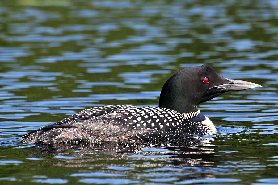 portrait of a Loon Photograph by Peter DeFina