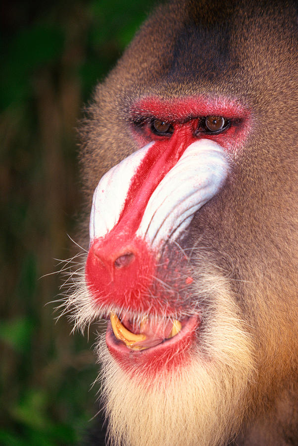 Portrait Of A Mandrill Photograph by Jupiterimages