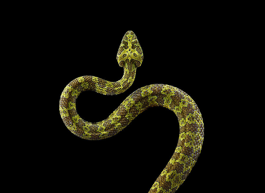 Portrait Of A Mangshan Pit Viper Snake Photograph