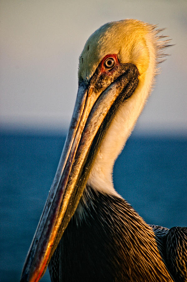 Bird Photograph - Portrait of a Pelican by Catharine Anderson