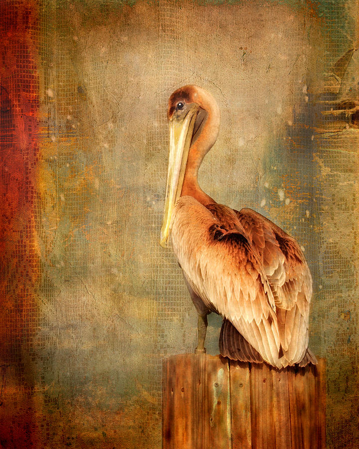 Portrait of a Pelican Photograph by Karen Lynch