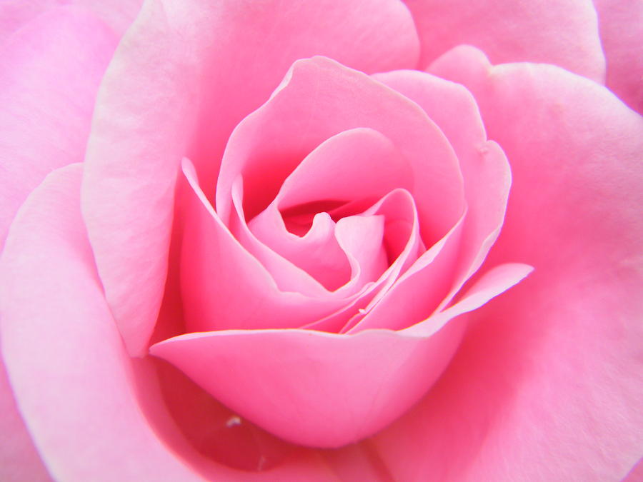 Portrait of a Pink Rose in Pink Photograph by Mary Sedivy - Fine Art ...