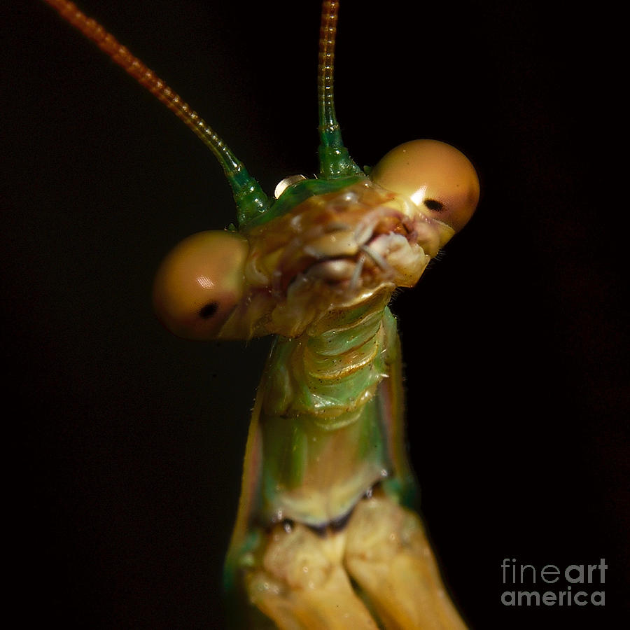 Portrait Of A Praying Mantis Photograph by Mareko Marciniak