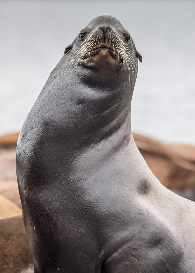 Portrait of a Proper Sea Lion Photograph by Greg Nyquist