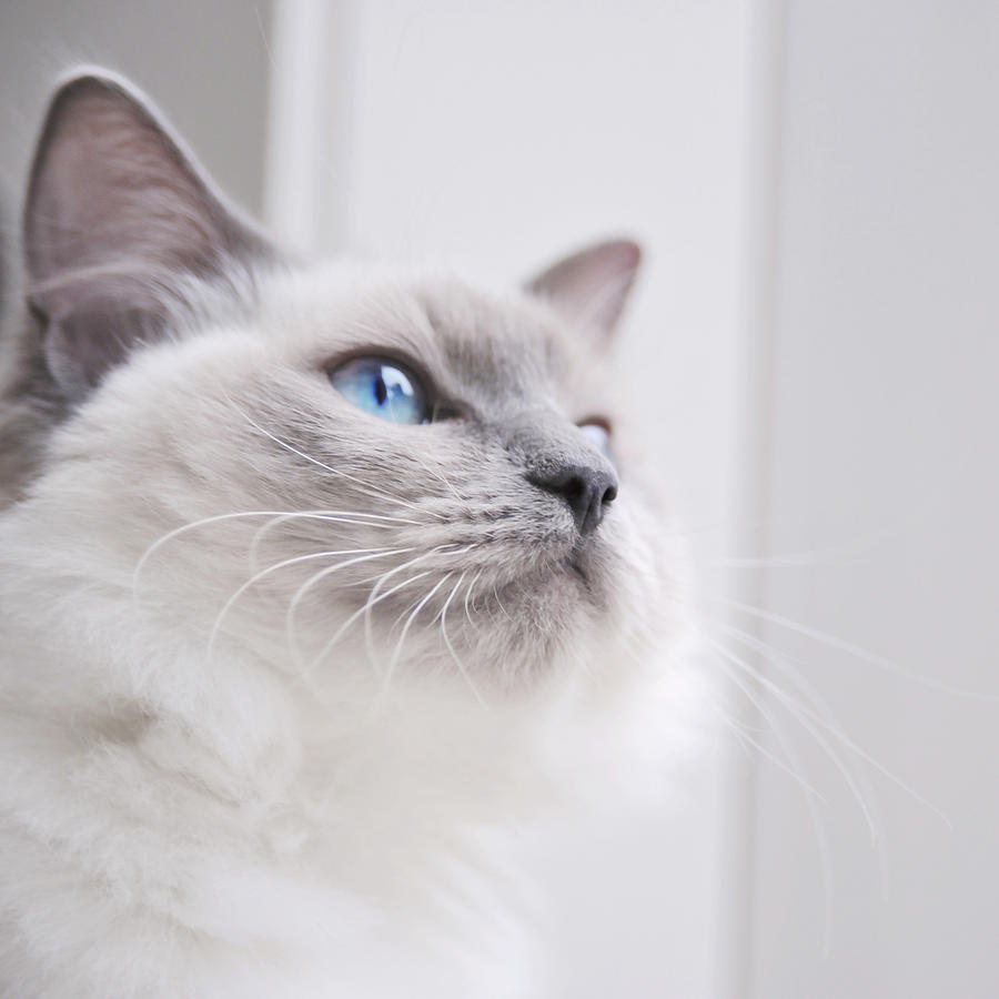 Portrait Of A Ragdoll Cat Photograph by Rachel Devine