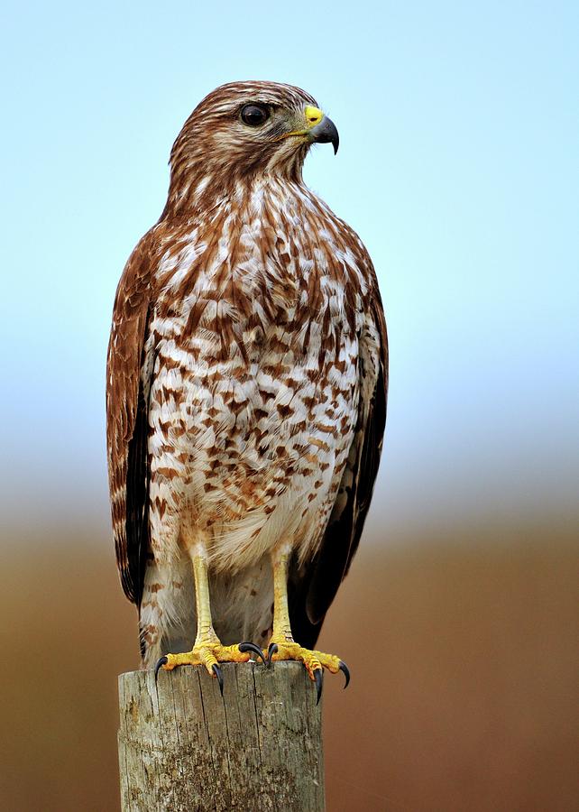 Portrait of a Red shouldered Hawk Photograph by Bill Dodsworth