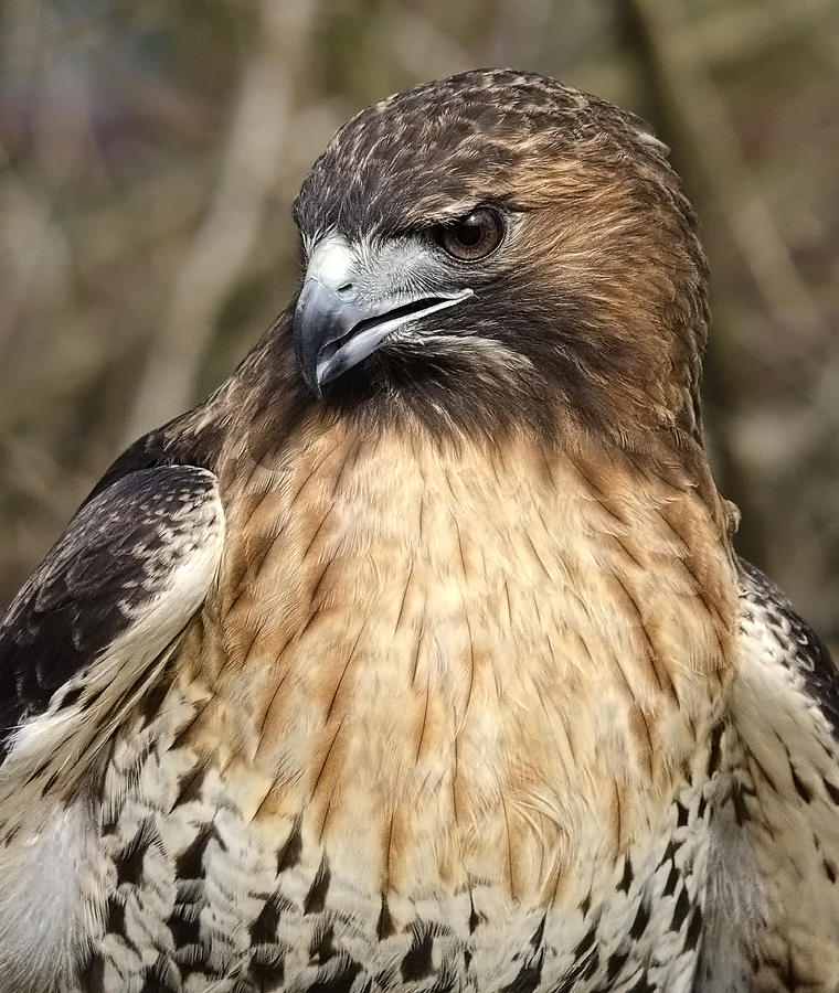 Hawk Photograph - Portrait of a Red Tailed Hawk by Wade Aiken