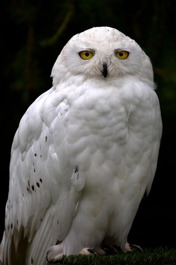 Portrait of a Snowy Owl Photograph by Celine Pollard