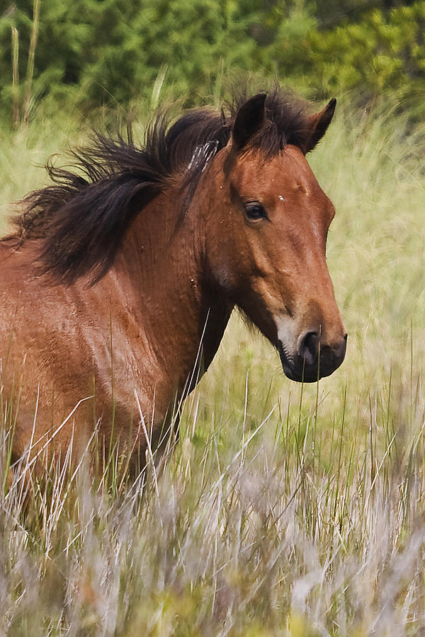 Portrait of a Spanish Mustang Photograph by Bob Decker