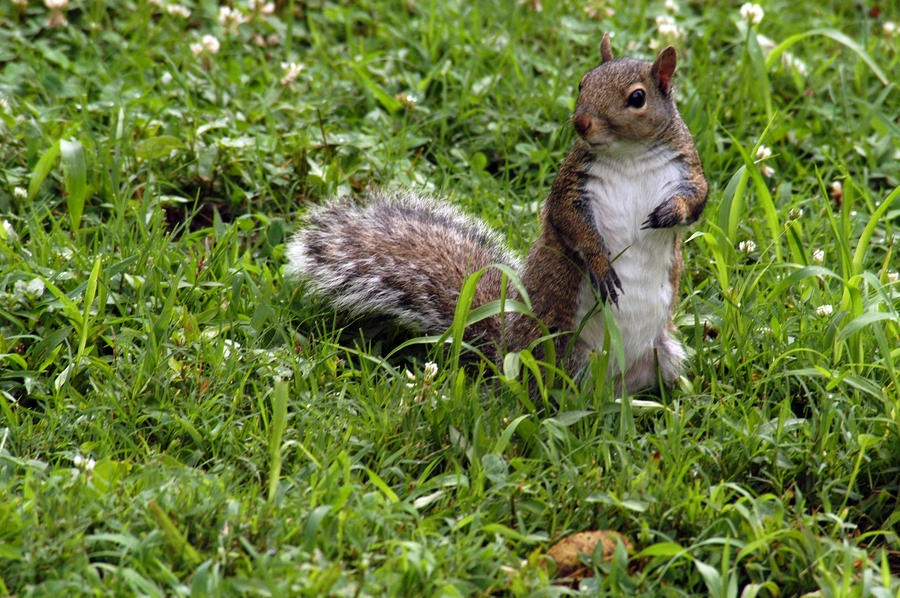 Portrait of a Squirrel Photograph by Wanda Brandon