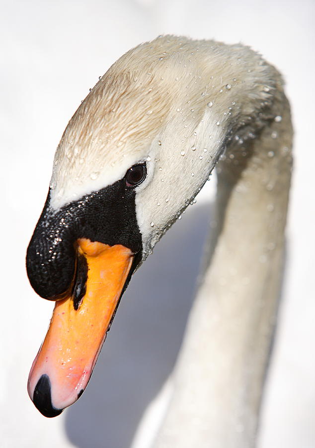 Swan Photograph - Portrait Of A Swan by Mark Heywood
