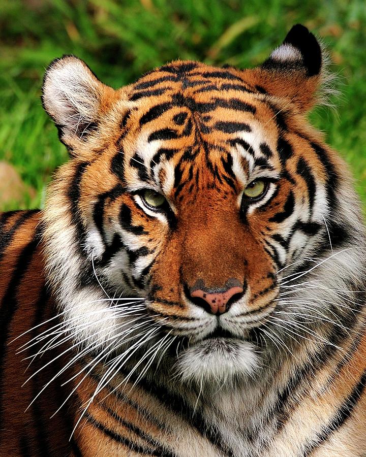 Portrait of a TIger Photograph by Bill Dodsworth