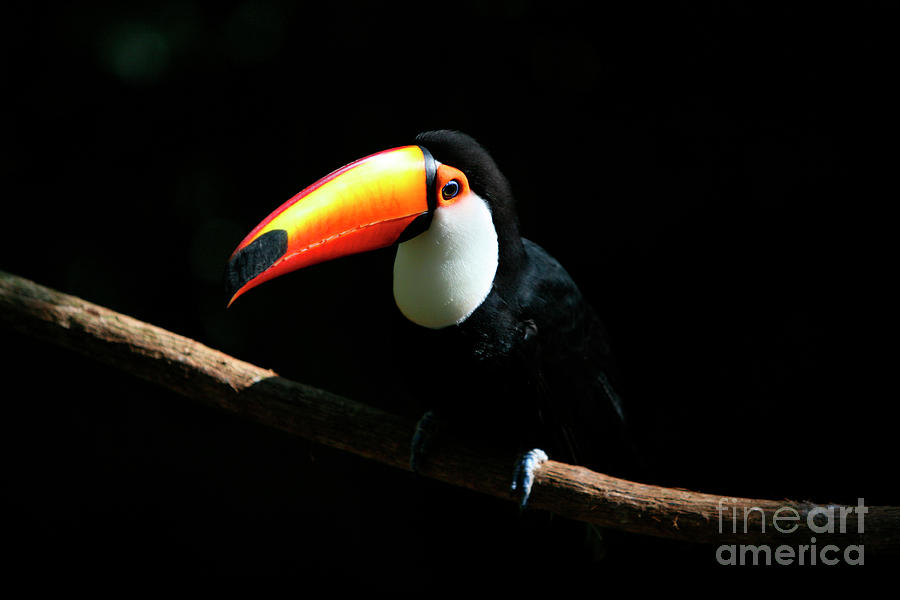 Portrait of a Toco Toucan Photograph by Keith Kapple