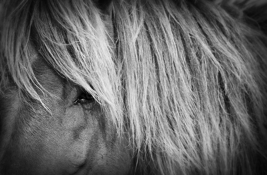 Portrait of a Wild Horse Photograph by Bob Decker