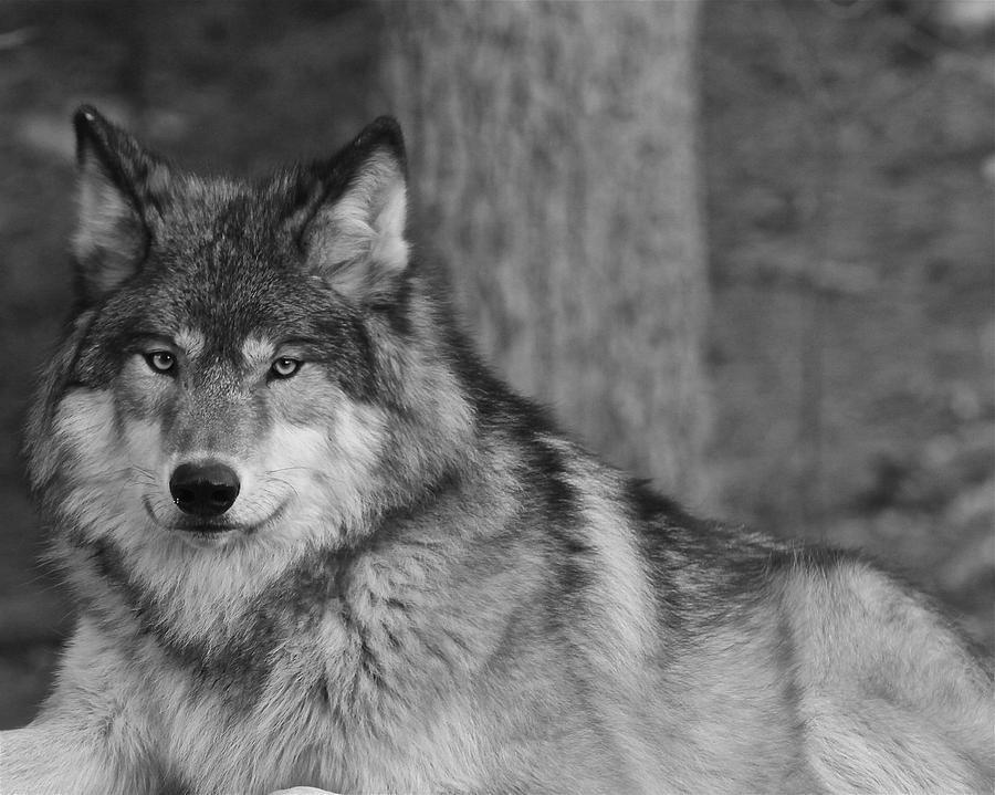 Portrait of a Wolf Photograph by Kate Purdy