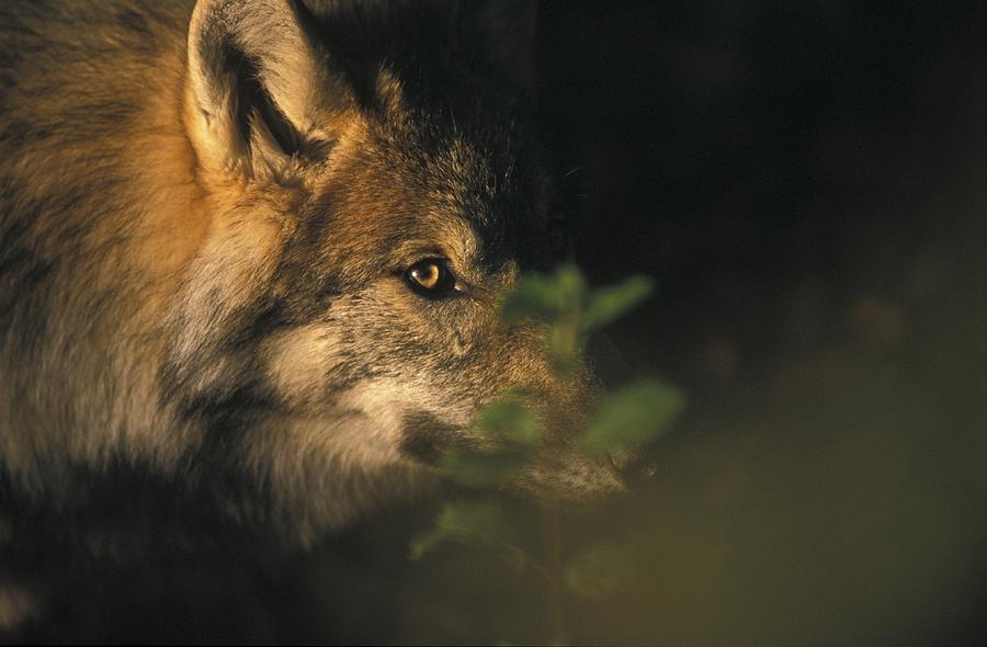 Wildlife Photograph - Portrait of a Wolf looking through leaves by Ulrich Kunst And Bettina Scheidulin