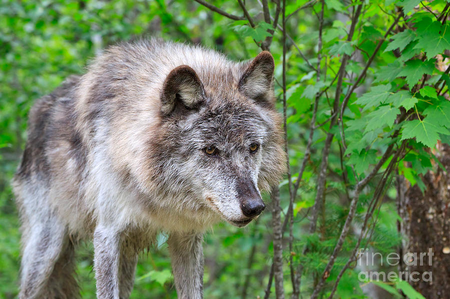 Portrait of a Wolf Photograph by Louise Heusinkveld