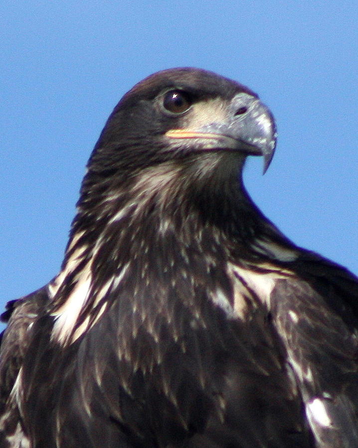 Portrait of a Young Eagle Photograph by John G Schickler