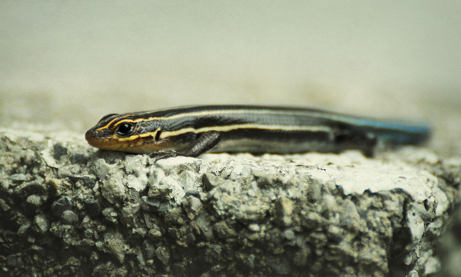 Portrait of a Young Skink Photograph by Rebecca Sherman