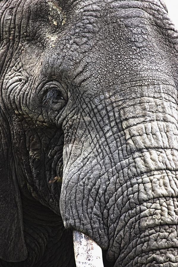 Animal Photograph - Portrait Of African Bull Elephant by Carson Ganci